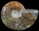 Polished, Agatized Ammonite (Cleoniceras) - Madagascar #59887-1